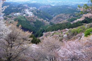 Yoshino mountains are covered in Sakura in April